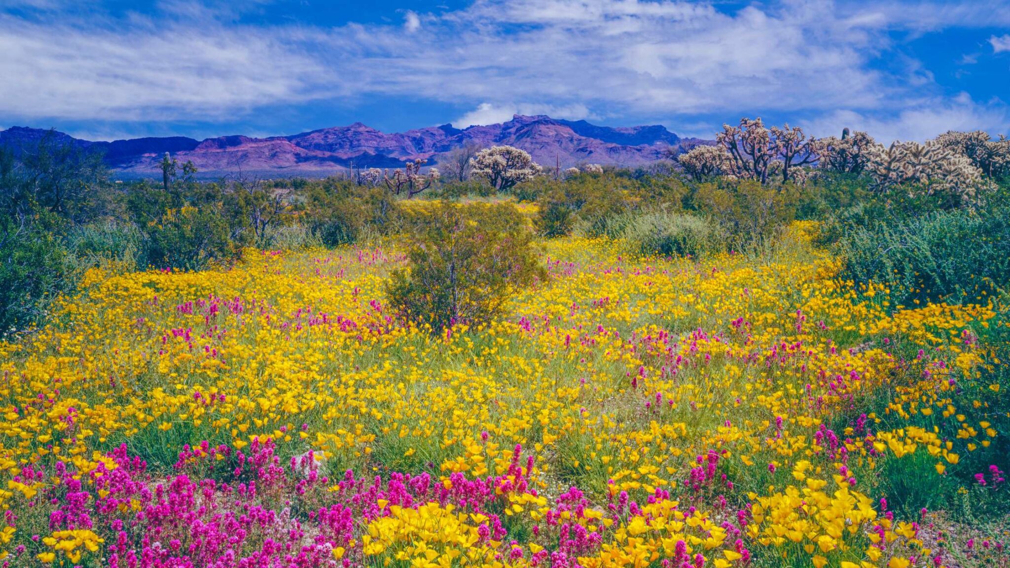 Wide scenery image